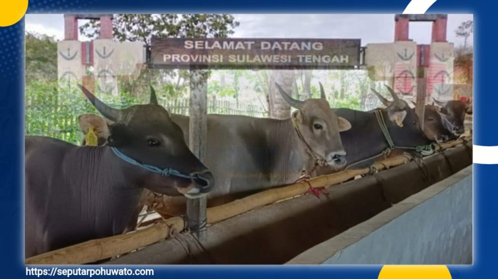 Cegah Penyebaran PMK, Pohuwato Perketat Pengawasan Lalu Lintas Hewan Ternak yang Masuk di Perbatasan