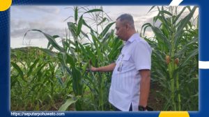 Tristiantoro Adi Wibowo Pastikan Program Pertanian Warga Binaan Lapas Pohuwato Berjalan Optimal
