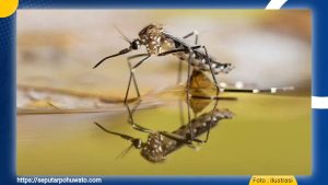 Pohuwato Tetapkan Status Darurat Malaria, Dinkes Fokus Putus Mata Rantai Penyebaran