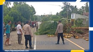 Pohon Tumbang Timpa Kabel PLN, Kapolres Pohuwato Imbau Pengendara Hindari Jalur Atas Desa Iloheluma