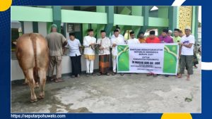Sapi Limousin 824 Kg Bantuan Presiden Diserahkan ke Masjid Jami An-Nur Pohuwato