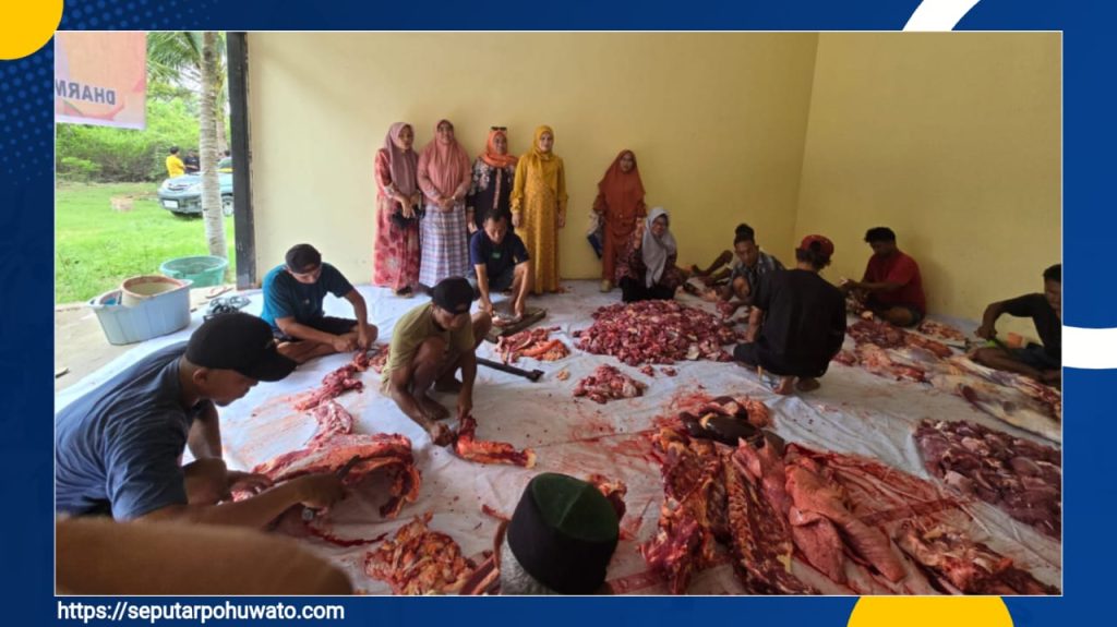 Peringati Idul Adha, DWP Pohuwato Sembelih Tiga Ekor Sapi untuk Dibagikan ke Warga