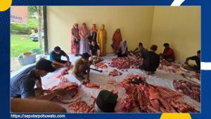 Peringati Idul Adha, DWP Pohuwato Sembelih Tiga Ekor Sapi untuk Dibagikan ke Warga