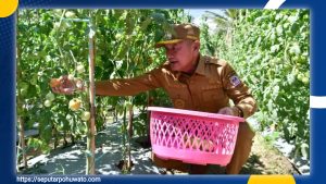 Panen 4 Ton Tomat, Kelompok Tani Servo Jadi Contoh Petani Milenial