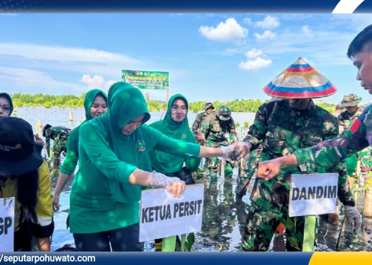 Dandim 1313 Pohuwato Letkol Inf Madiyan Surya bersama Ketua Persit Kartika Chandra (KCK) menanam mangrove, di Hutan Lindung Desa Palopo, Kecamatan Marisa, Jum'at (03/10/2025).