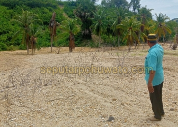 Lahan kebun milik NA seluas kurang lebih 2 hektare rusak parah akibat buangan sedimen dari aktivitas tambang emas tanpa izin (PETI).