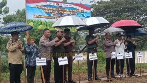 Program Ketahanan Pangan Dimulai, Penanaman Jagung Serentak Digelar di Pohuwato