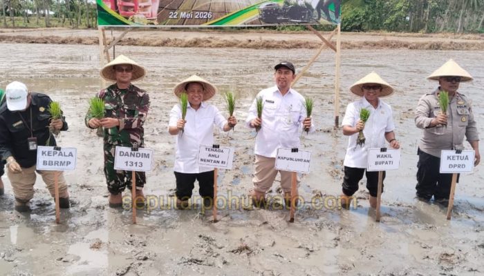 Tanam Serempak 50 Ribu Hektar Digelar di Pohuwato, Pemerintah dan Petani Perkuat Ketahanan Pangan