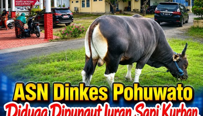 ASN Dinkes Pohuwato Diduga Dipungut Iuran Sapi Kurban, Staf Rp100 Ribu hingga Kabid Rp400 Ribu