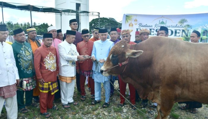 Sapi Kurban Presiden RI Berbobot 846 Kilogram Diserahkan di Masjid Agung Pohuwato