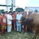 Sapi Kurban Presiden RI Berbobot 846 Kilogram Diserahkan di Masjid Agung Pohuwato
