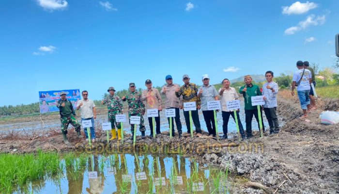 Cetak Sawah Rakyat Mulai Dimanfaatkan, Pohuwato Gelar Gerakan Tanam Serempak Padi