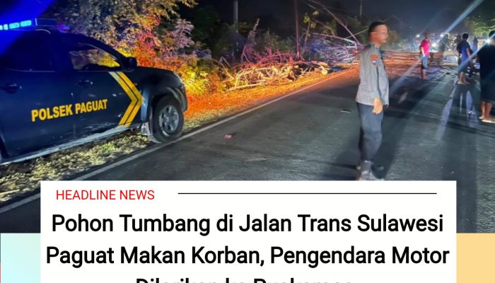 Pohon Tumbang di Jalan Trans Sulawesi Paguat Makan Korban, Pengendara Motor Dilarikan ke Puskesmas