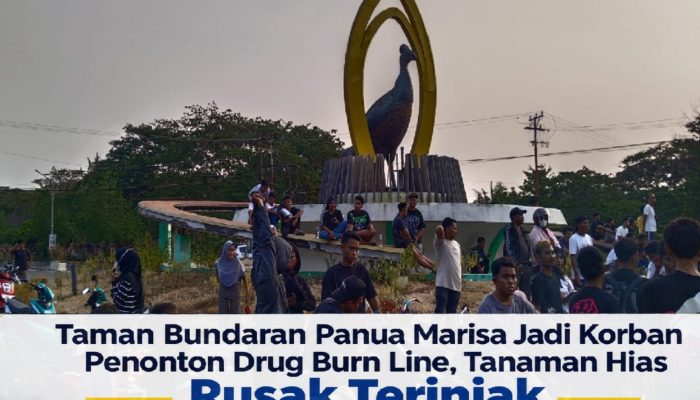 Taman Bundaran Panua Marisa Jadi Korban Penonton Drag Burn Line, Tanaman Hias Rusak Terinjak
